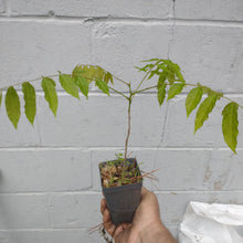 Load image into Gallery viewer, Japanese wisteria