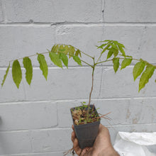 Load image into Gallery viewer, Japanese wisteria