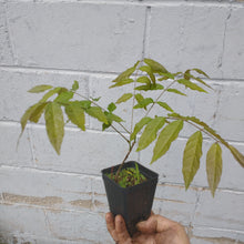 Load image into Gallery viewer, Japanese wisteria