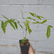 Load image into Gallery viewer, Japanese wisteria