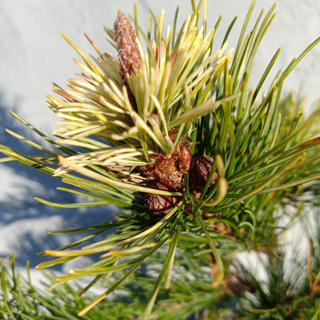 Pinus parviflora variety Tanima no yuki