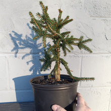 Load image into Gallery viewer, Picea orientalis nigra compacta
