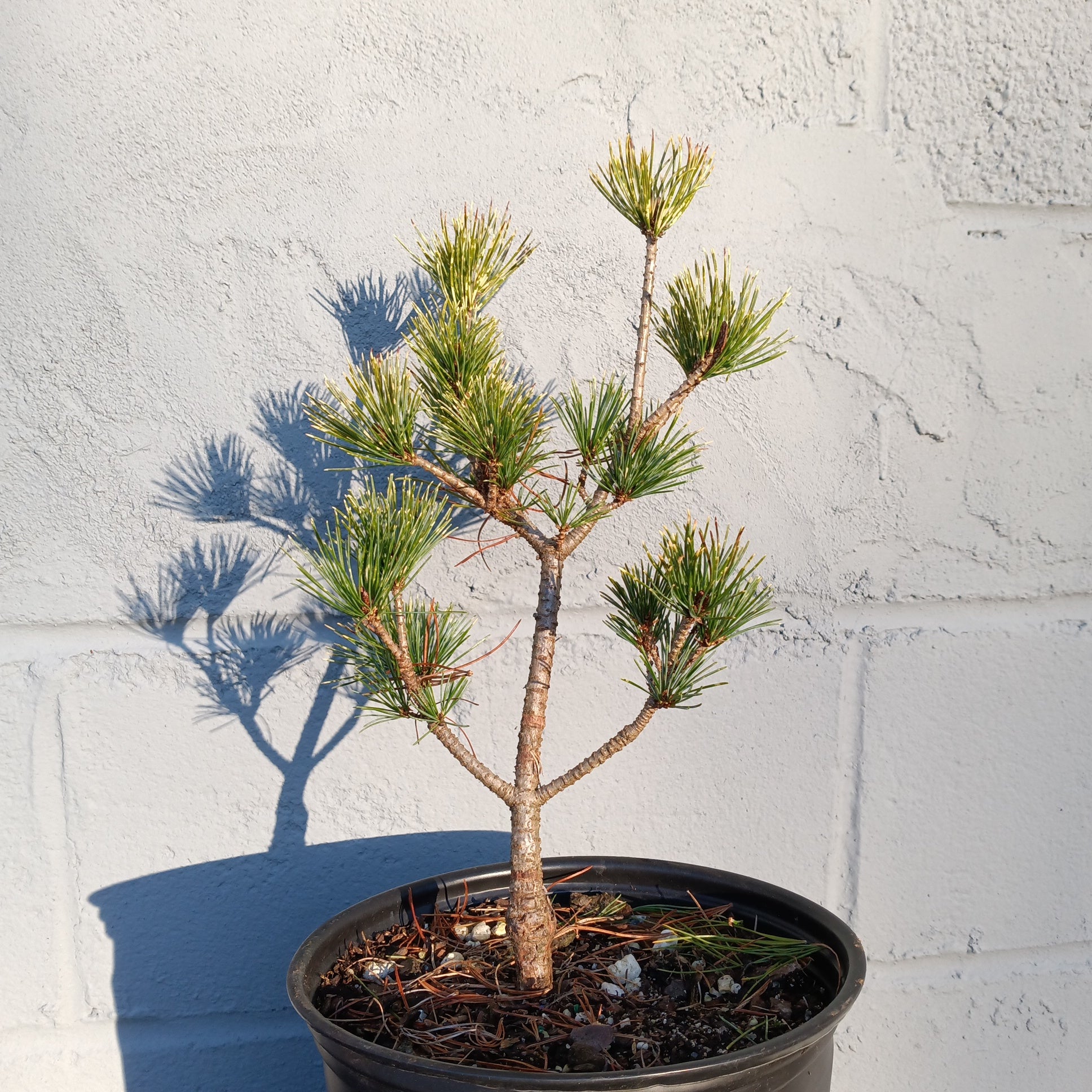 Pinus parviflora variety Fubiki Nishiki' – Lucky Bonsai