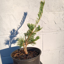 Load image into Gallery viewer, Pinus parviflora variety &#39;Fukai&#39;
