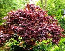 Load image into Gallery viewer, Stunning Japanese Red Maple Tree (acer palmatum 'atropurpureum')