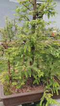 Load and play video in Gallery viewer, Dawn redwood forest in 39" pot