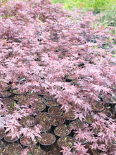 Load image into Gallery viewer, Stunning Japanese Red Maple Tree (acer palmatum &#39;atropurpureum&#39;)

