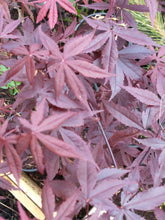 Load image into Gallery viewer, Stunning Japanese Red Maple Tree (acer palmatum 'atropurpureum')