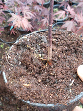 Load image into Gallery viewer, Stunning Japanese Red Maple Tree (acer palmatum 'atropurpureum')
