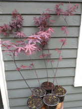 Load image into Gallery viewer, Stunning Japanese Red Maple Tree (acer palmatum 'atropurpureum')