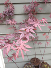 Load image into Gallery viewer, Stunning Japanese Red Maple Tree (acer palmatum 'atropurpureum')