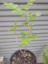 Load image into Gallery viewer, European Mountain Ash 2-3 yr. 12-18" in Pot