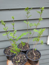 Load image into Gallery viewer, European Mountain Ash 2-3 yr. 12-18" in Pot
