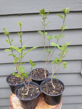 Load image into Gallery viewer, European Mountain Ash 2-3 yr. 12-18" in Pot