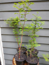 Load image into Gallery viewer, Dawn Redwood 16-24" in Pot
