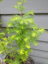 Load image into Gallery viewer, Dawn Redwood 16-24" in Pot