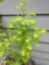 Load image into Gallery viewer, Dawn Redwood 16-24" in Pot