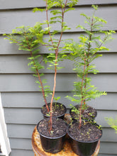 Load image into Gallery viewer, Dawn Redwood 16-24" in Pot