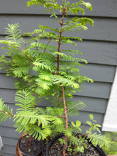Load image into Gallery viewer, Dawn Redwood 16-24" in Pot
