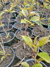 Load image into Gallery viewer, Kwanzan Cherry Tree Seedlings in 1 gallon pot