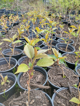 Load image into Gallery viewer, Kwanzan Cherry Tree Seedlings in 1 gallon pot