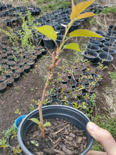 Load image into Gallery viewer, Kwanzan Cherry Tree Seedlings in 1 gallon pot