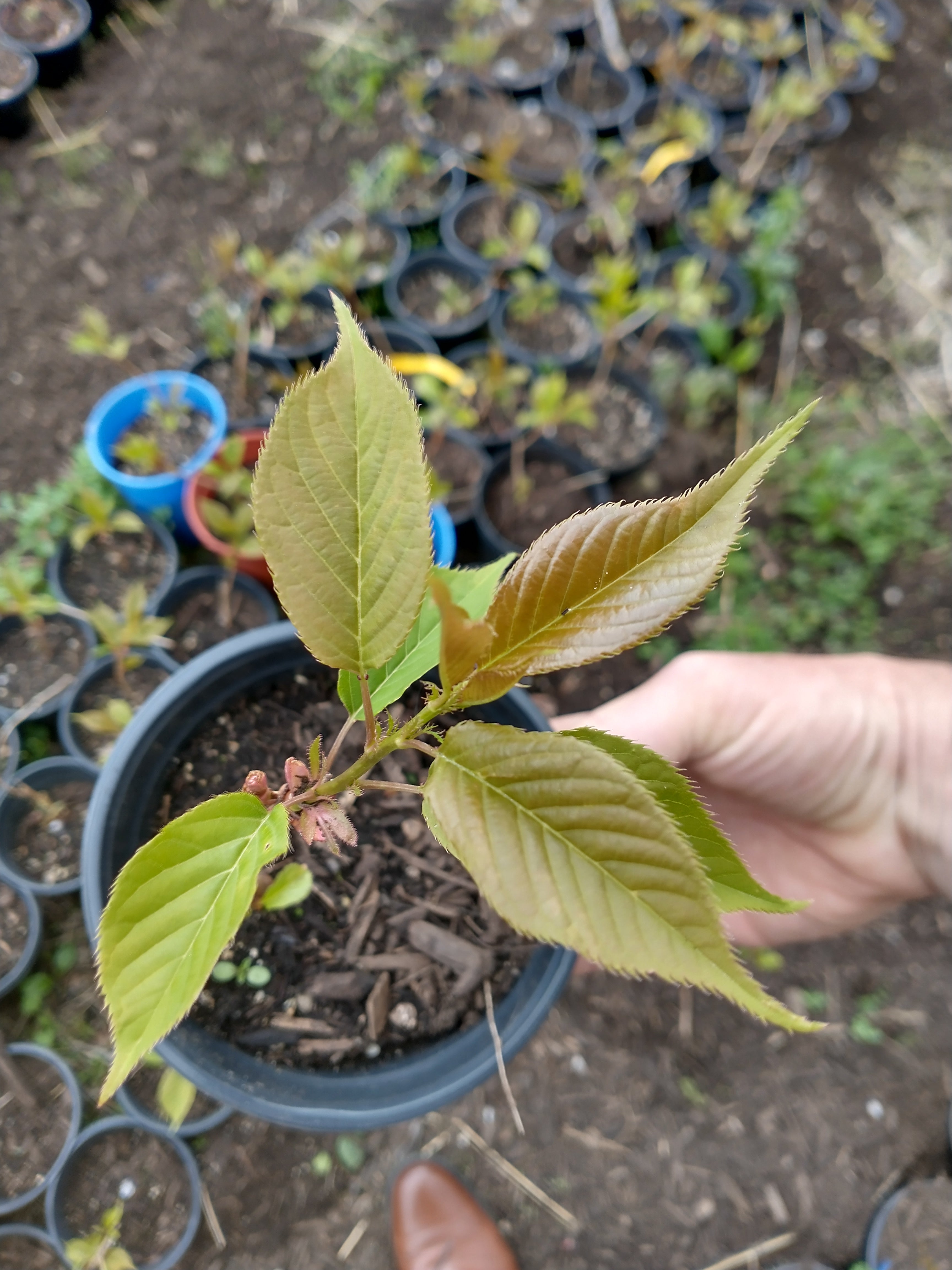 kwanzan cherry tree bonsai Kwanzan Cherry Tree Seedlings in 1 gallon pot – Lucky Bonsai
