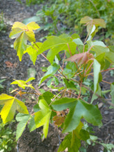Load image into Gallery viewer, Trident Maple (Acer buergerianum)