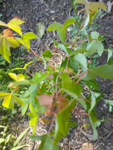 Load image into Gallery viewer, Trident Maple (Acer buergerianum)