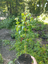 Load image into Gallery viewer, Trident Maple (Acer buergerianum)