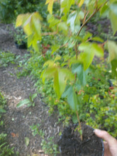 Load image into Gallery viewer, Trident Maple (Acer buergerianum)