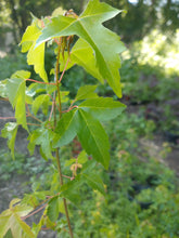 Load image into Gallery viewer, Trident Maple (Acer buergerianum)