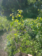 Load image into Gallery viewer, Washington Hawthorn