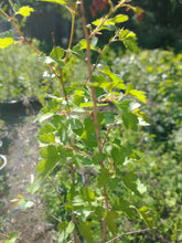 Load image into Gallery viewer, Washington Hawthorn