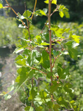 Load image into Gallery viewer, Washington Hawthorn