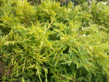 Load image into Gallery viewer, Juniper Saybrook Gold