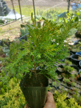 Load image into Gallery viewer, Juniper Saybrook Gold