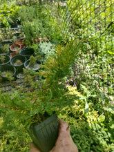 Load image into Gallery viewer, Juniper Saybrook Gold