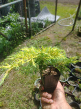 Load image into Gallery viewer, Juniper Saybrook Gold