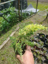 Load image into Gallery viewer, Juniper Saybrook Gold