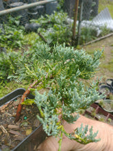 Load image into Gallery viewer, Juniper Saybrook Gold