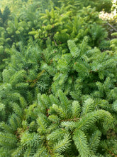 Load image into Gallery viewer, Birds Nest Spruce (Picea abies &#39;Nidiformis&#39;)

