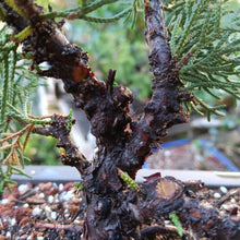 Load image into Gallery viewer, Shimpaku juniper pre-bonsai 1 gallon