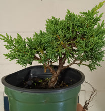 Load image into Gallery viewer, Shimpaku juniper pre-bonsai 1 gallon