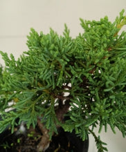 Load image into Gallery viewer, Shimpaku juniper pre-bonsai 1 gallon