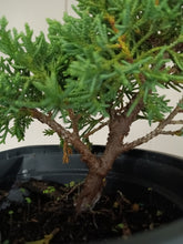 Load image into Gallery viewer, Shimpaku juniper pre-bonsai 1 gallon