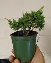 Load image into Gallery viewer, Shimpaku juniper pre-bonsai 1 gallon