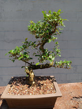 Load image into Gallery viewer, Fukien tea Bonsai Tree