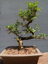 Load image into Gallery viewer, Fukien tea Bonsai Tree