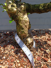 Load image into Gallery viewer, Fukien tea Bonsai Tree